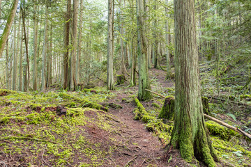 a rough trail pass through the old and humid forest with tree trunks and ground covered with green mosses