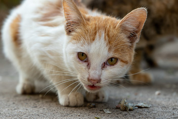 Portrait of white kitten with orange spot, close up Thai cat 