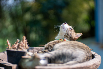 Portrait of striped cat resting on wooden tray, close up Thai cat