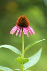 Echinacea flower.  Pink echinacea close-up on a blurred green garden background.Healing useful herbs and flowers. Homeopathy and alternative 