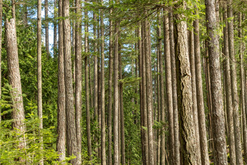 dense trees with straight trunks under the sun in the forest