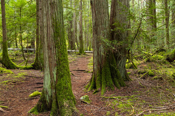 big trees in the old forest with trunks covered by green mosses