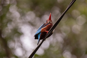 White-throated kingfisher (Halcyon smyrnensis) in nature