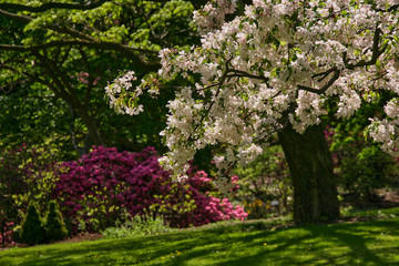 Fototapeta na wymiar Apple-tree in park with rhododendron on background