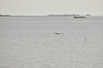 a white crane was flying on the water with the blur background of water and sky