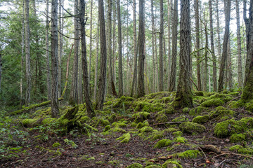 humid forest with tall trees and green mosses covering the ground