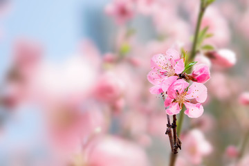 Obraz premium 봄꽃 배경 