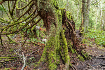 close up of a tree with big trunk in the forest covered with green mosses from bottom to each branches