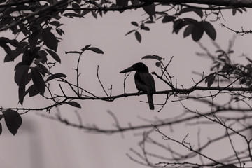 White-throated kingfisher (Halcyon smyrnensis) in nature