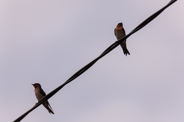 colorful barn swallow bird with brilliant blue and purple feathers perched on a electric wire