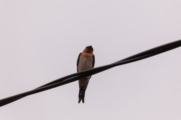 colorful barn swallow bird with brilliant blue and purple feathers perched on a electric wire
