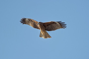 black kite Milvus migrans in flight isolated on a blue sky 