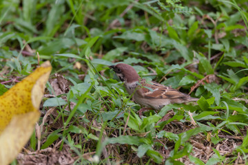the eurasian tree sparrow (Passer montanus) is a passerine bird in the sparrow family