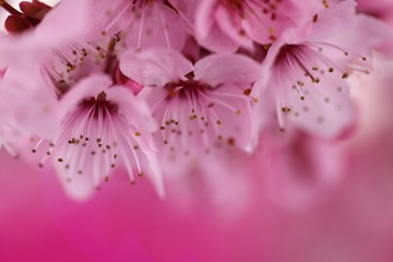 Pink flowers macro background.Cherry flower close-up. Blooming cherry close-up on a  pink  background.Spring floral background. copy space.