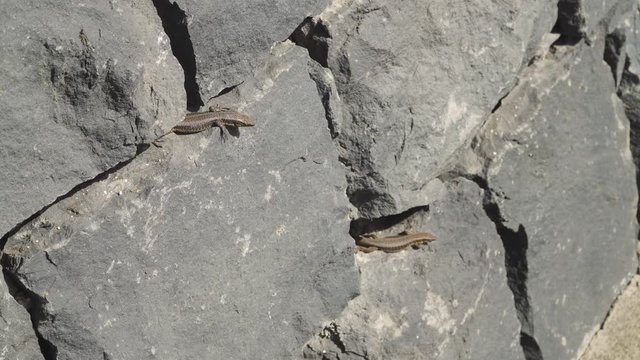 Lagartixa da madeira, lacerta dugesii having baths of sun, this species of lizard is endemic of madeira island, Portugal.