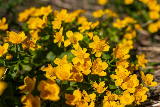 Primula vulgaris, the common primrose or English primrose, European flowering plant, family Primulaceae, first flowers to appear in spring growing from leaf rosette, pale yellow petals, actinomorphic