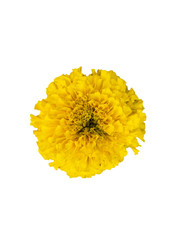  Mexican yellow marigold on a white background