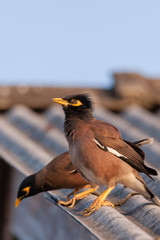 Common Myna bird (Acridotheres tristis) in nature