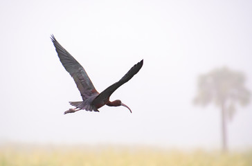 Brown Ibis flying in the morning mist over Orlando Wetlands in Florida.