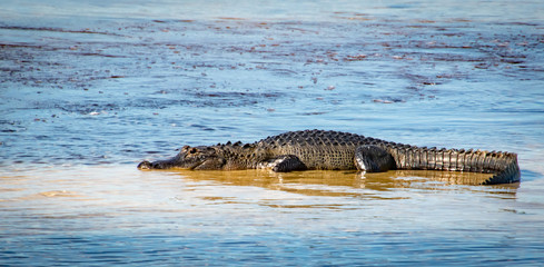 American Alligator basking in basin at Orlando Wetlands.