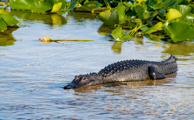 American Alligator basking in basin at Orlando Wetlands.