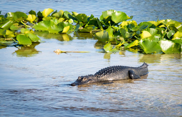 American Alligator basking in basin at Orlando Wetlands.