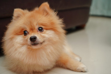 close up on pet, small dog breed for pomeranian, it lying down on the granite floor at home