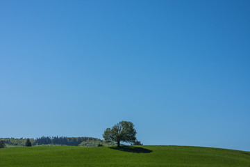 einzelner baum in der mitte einer gruenen landschaft