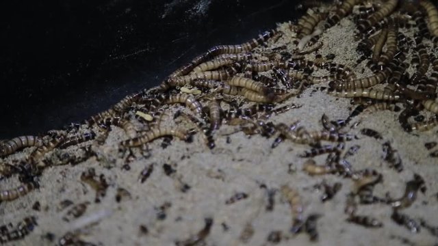 Close up shot of superworms inside a black box