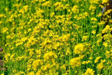 canola flower