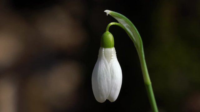 Snowdrop herald of spring in the natural ambience (Galanthus nivalis) - (4K)