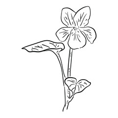 Vector Illustration Single Flower line drawing