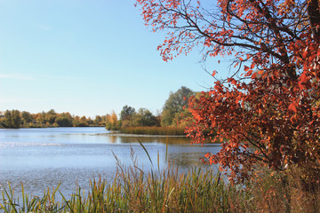 Autumn pond with winding banks overgrown with bushes. reeds, trees. In the foreground near the shore is a tree with reddened leaves.