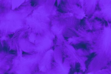 Fototapeta na wymiar Beautiful abstract colorful black and purple feathers on black background and soft blue feather texture on dark pattern and blue background, colorful feather, purple banners