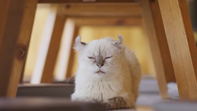 Portrait of white furry cat sits on a floor