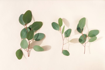 green eucalyptus leaves, branches frame  isolated on a pink background. flat lay, top view. poster
