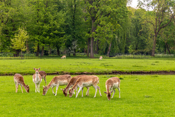 Beautiful park in the Utrecht, Netherlands.