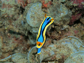The amazing and mysterious underwater world of Indonesia, North Sulawesi, Manado, sea slug