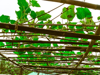There are many herbs in the jar of the gourd tree in village in Bangladesh