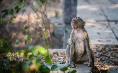 Crab-eating macaque in a seaside mangrove forest