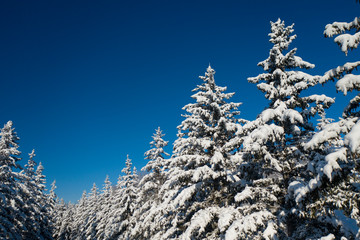 Beautiful wintertime background. Fantastic fluffy Christmas trees in the snow. Postcard with tall pine, blue sky and snowdrift. Winter landscape in the sunny day. New Year scenery
