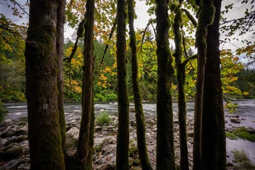Trees by the river with leaves changing to fall colors