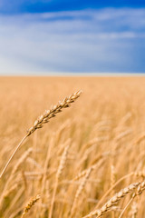    ears of wheat close up against the background of a wheat field and a blue sky with clouds