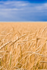    ears of wheat close up against the background of a wheat field and a blue sky with clouds