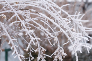 ice tree in winter