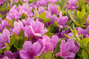 Obraz na płótnie Canvas The beautiful azaleas in pretty colors