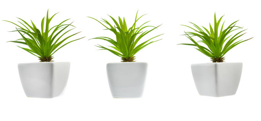 Green plant on a white background in a white pot, isolated.