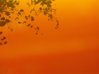 shadow leaf on orange background