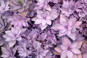 Bunte Hortensie - Hydrangea Blüte im Staudenbeet als Makro Aufnahme