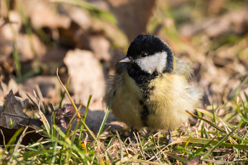 A Great Tit (Parus Major) Searching for Food in the Forest